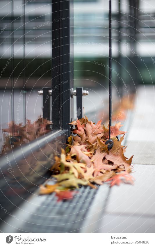 collection point. Gardening Autumn Wind Tree Leaf Park High-rise Bank building Building Architecture Facade Window Gutter Weather protection Lanes & trails