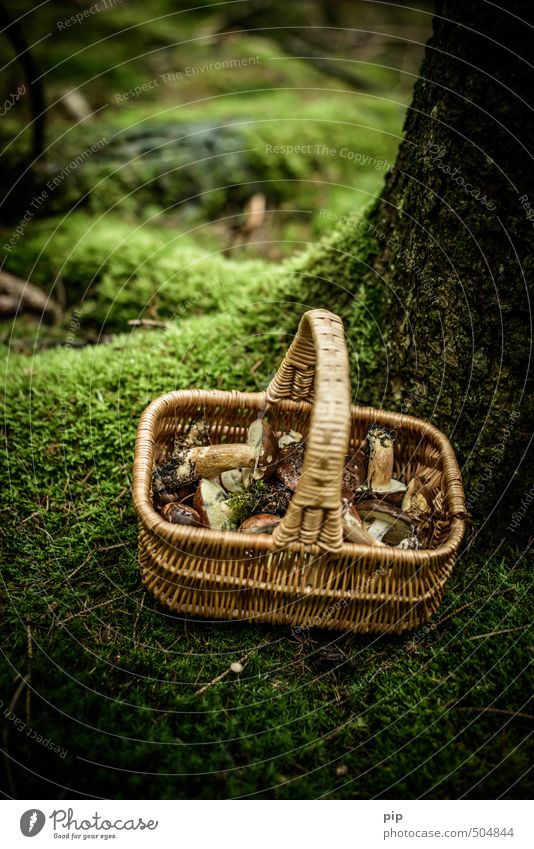 mushroom picker Nature Plant Autumn Moss Mushroom Cep Forest Fresh Brown Green Eating Nutrition Collection Basket Damp Colour photo Subdued colour Exterior shot