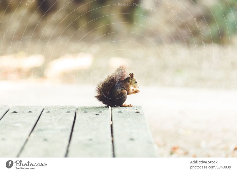 Sweet squirrel on wooden table park autumn grass fur eating lawn nut animal nature wildlife mammals cute rodent small furry fluffy tail standing brown green