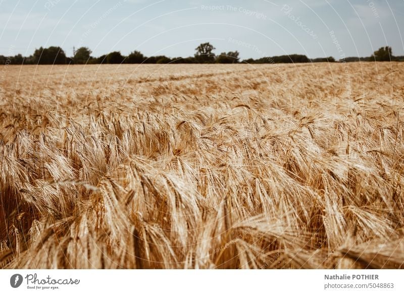 Wheat field before harvest Wheatfield Harvest Agriculture Agricultural crop cereals rural Cornfield Summer Environment Field Landscape Nature Grain field