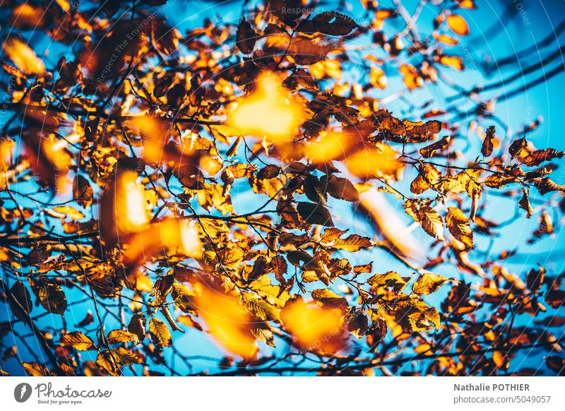 Yellow fall foliage on blue sky background leave tree Automn wood Autumnal colours Autumn leaves Forest autumn mood Tree Seasons Autumnal landscape Colour photo