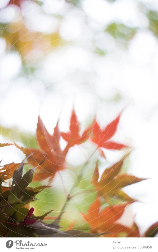 autumn whisper ll Autumn Leaf Change Nature Deserted Maple tree Maple leaf Colouring