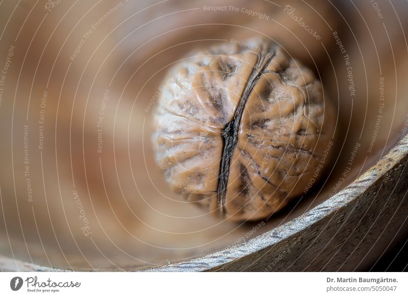A walnut in a mango wood bowl, close-up Walnut Nut Fruit Wooden bowl shallow depth of field Deserted