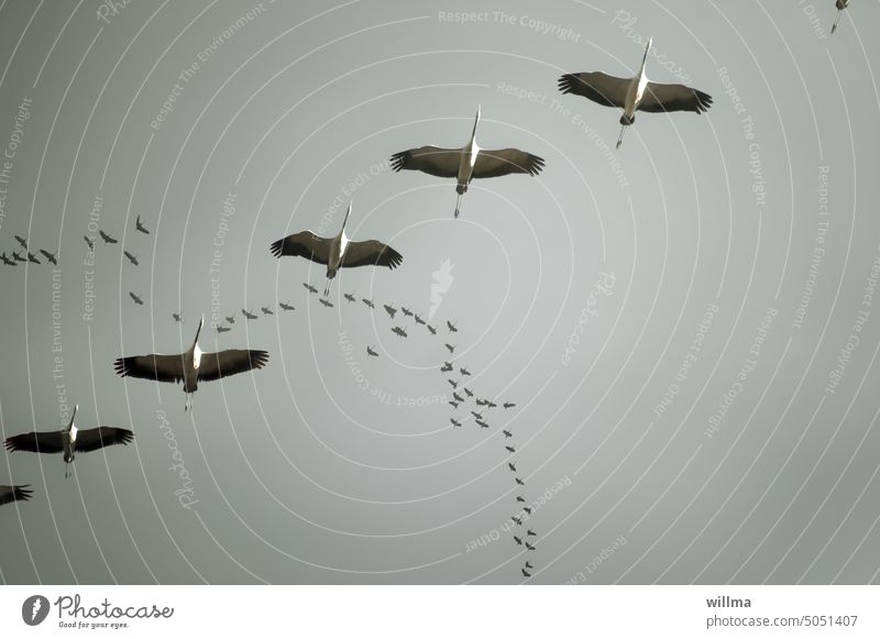 Cranes format themselves in the sky for departure, diagonally, in the background some more are added Flying Migratory birds Formation flying bird migration