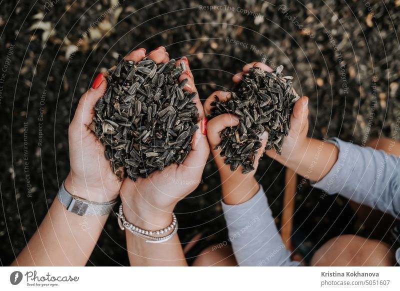 Hands full of sunflowers seeds, mother and child with rich harvest. Threshing sunflower seed by hand. Happy family. group mom agriculture ukrainian white food