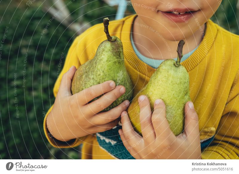 Cute little boy holds ripe pears. Kid in garden explores plants, nature in autumn. Amazing scene. Harvest, childhood concept eating food fruit healthy juicy