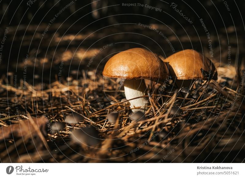 Young slippery Jack Fungi, Suillus luteus on autumn forest background with pine needles, close-up view. Harvest mushroom concept food nature suillus edible