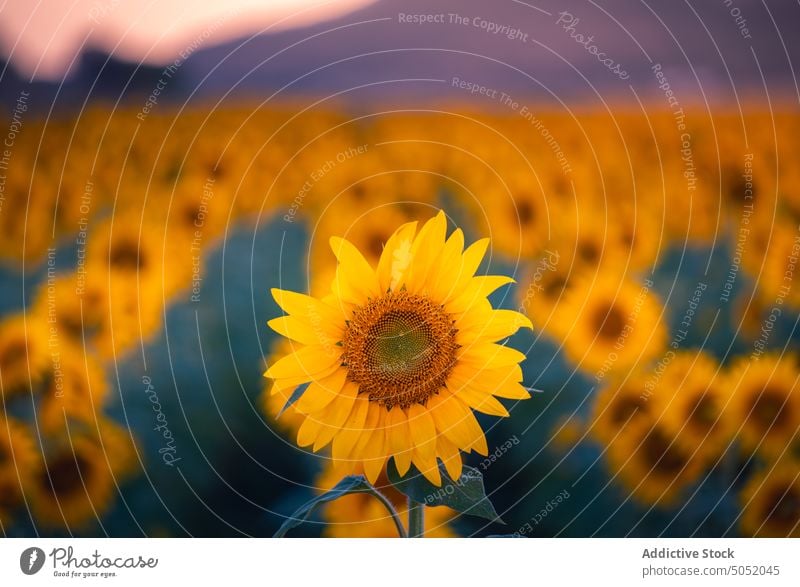 Blooming sunflowers in summer field bloom yellow countryside landscape nature agriculture environment picturesque rural season scenic plant farm flora blossom