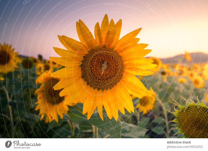 Blooming sunflowers in summer field bloom yellow countryside landscape nature agriculture environment picturesque rural season scenic plant farm flora blossom