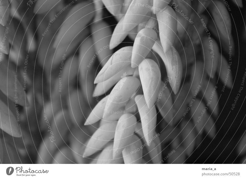 plant Gray scale value Plant Scratch mark Leaf Black Blur black/white Black & white photo B/W