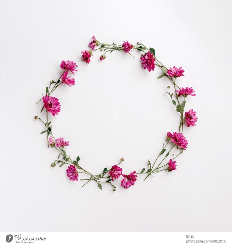 Flower wreath of pink chrysanthemums on white background, flat lay, top view, copy space flower floral circle spring wedding card summer decoration vintage
