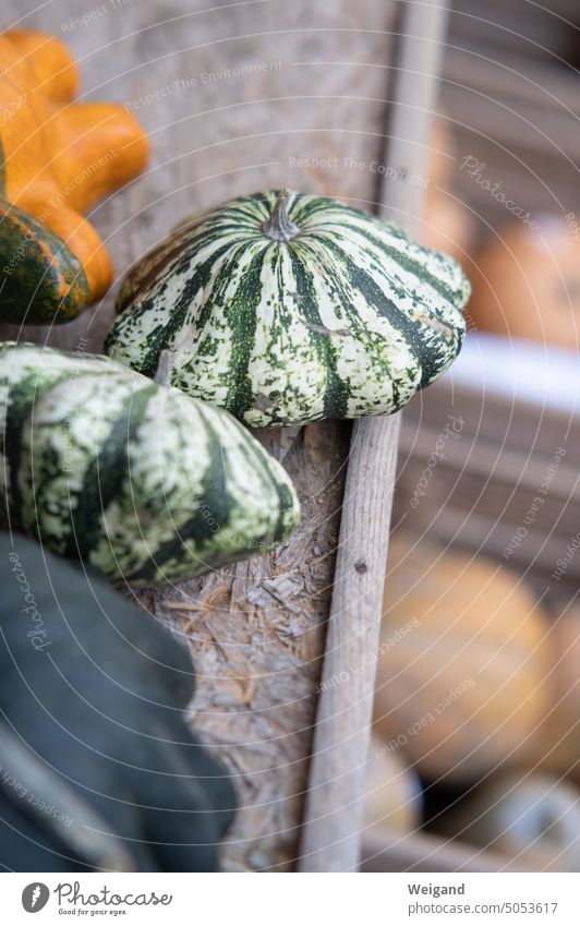 2 green ornamental pumpkins outdoors Pumpkin Autumn Hallowe'en Vegetable Harvest Season Nature Decoration Green thanksgiving Food Agriculture