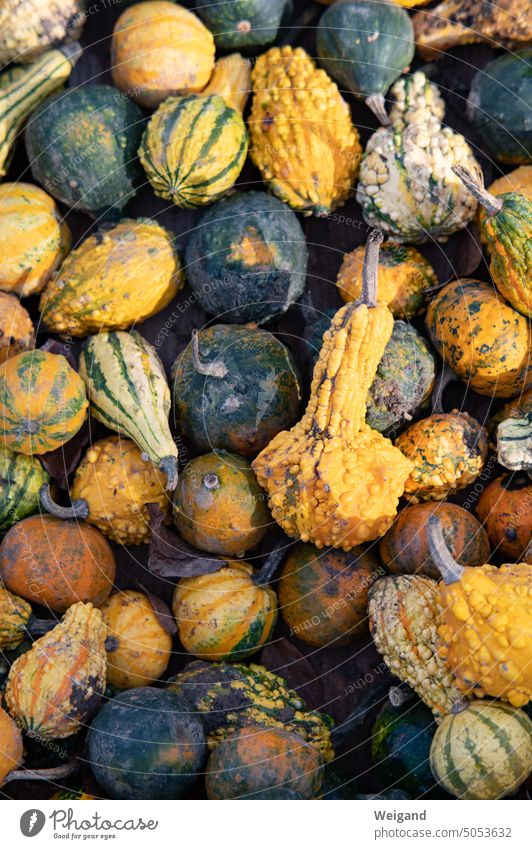 Many colorful small ornamental pumpkins outdoors Pumpkin Free Hallowe'en Yellow Green Nature Autumn Harvest thanksgiving Decoration