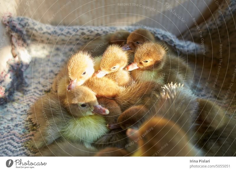 Crowd of newborn ducklings in box, top view. A local market sells baby small newborn chickens and broilers in a carton box. Concept for a farm company. Farming of poultry