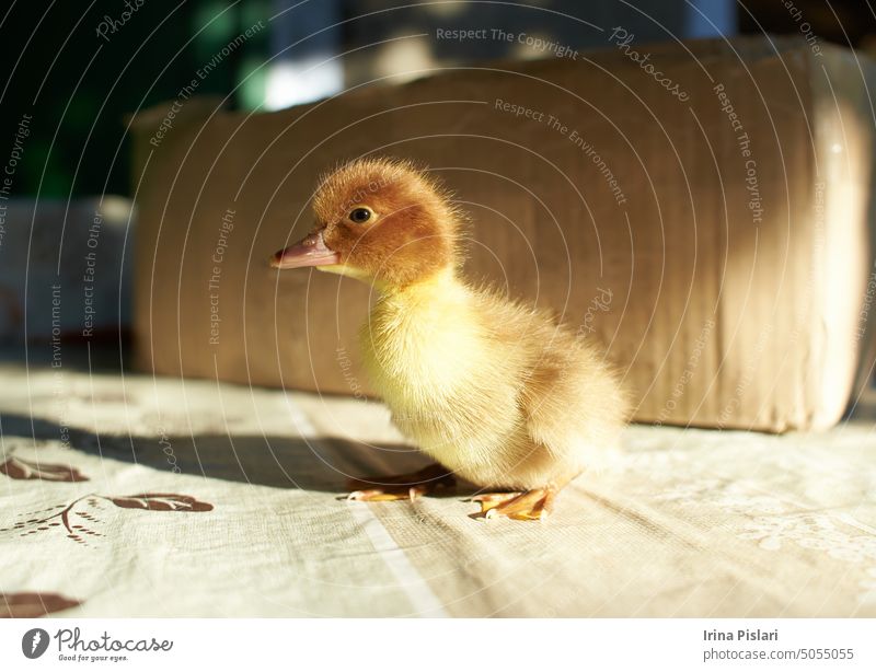 A duckling is a baby duck. Ducklings usually learn to swim by following their mother to a body of water.Soon after all the ducklings hatch, the mother duck leads them to water.