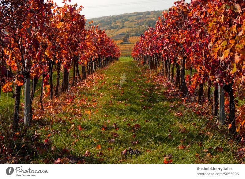 Vineyard rows in autumn with red foliage vineyard Autumn Autumn leaves Autumnal autumn mood Autumnal colours autumn colours Autumn Season Exterior shot Red