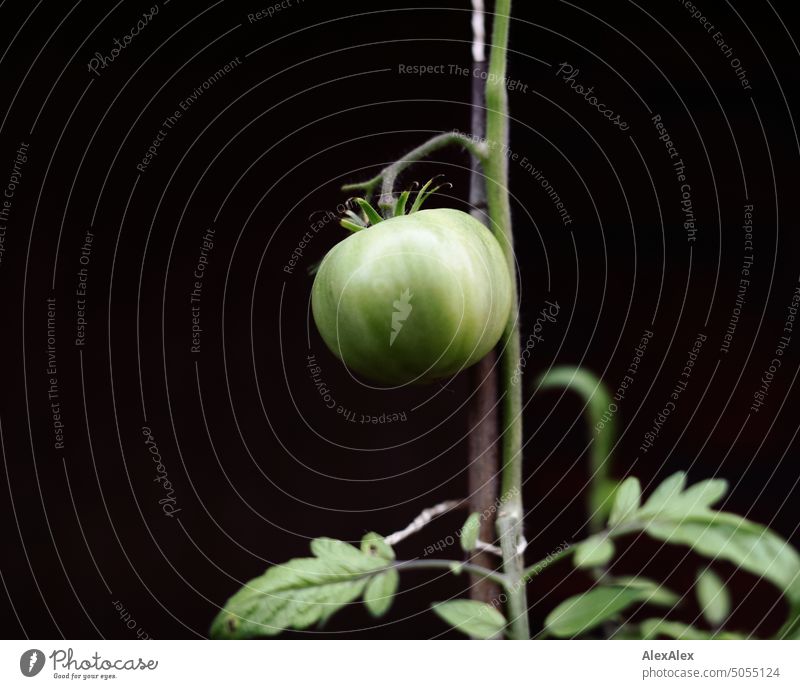 A single green tomato on the tomato plant on the vine with leaves in the background Tomato Green Individual Plant Eating food Vegetable Healthy Eating Fruit