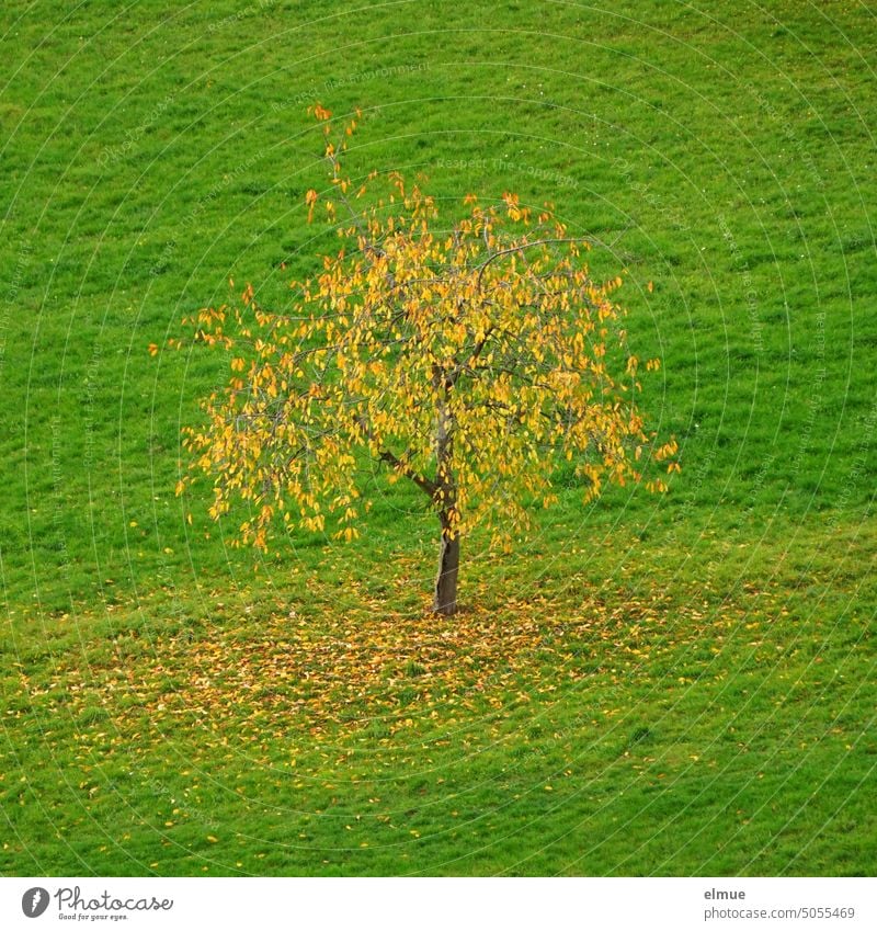 yellow leaves on and under small deciduous tree in the middle of green meadow / autumn Autumn October golden autumn golden october Leaf Tree Deciduous tree