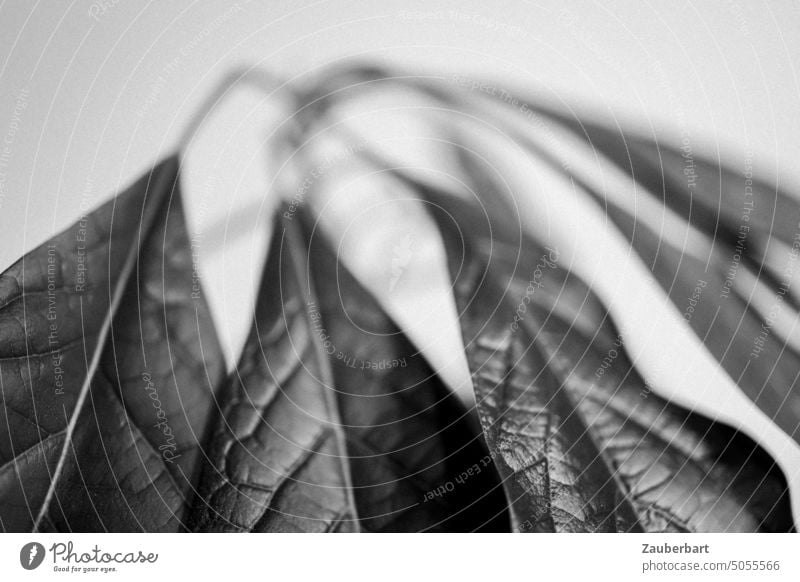 Leaves of avocado plant, structure and shape, in black and white Leaf leaves Avocado Hang Arch Elegant black-white Petiole Rachis leaf blade Leaf area