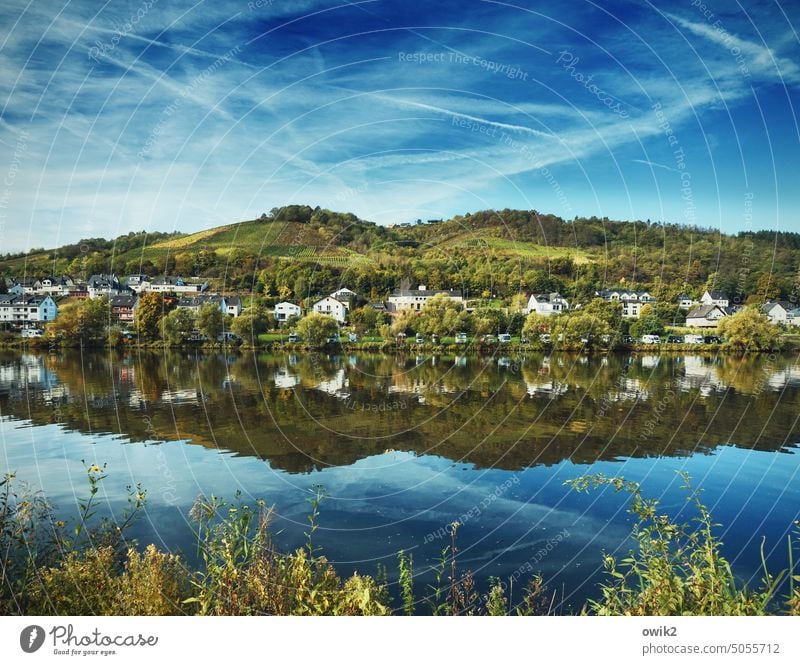 Shoreline Water reflection Surface of water River Moselle Mosel (wine-growing area) River bank Idyll tranquillity Landscape houses Building vineyards