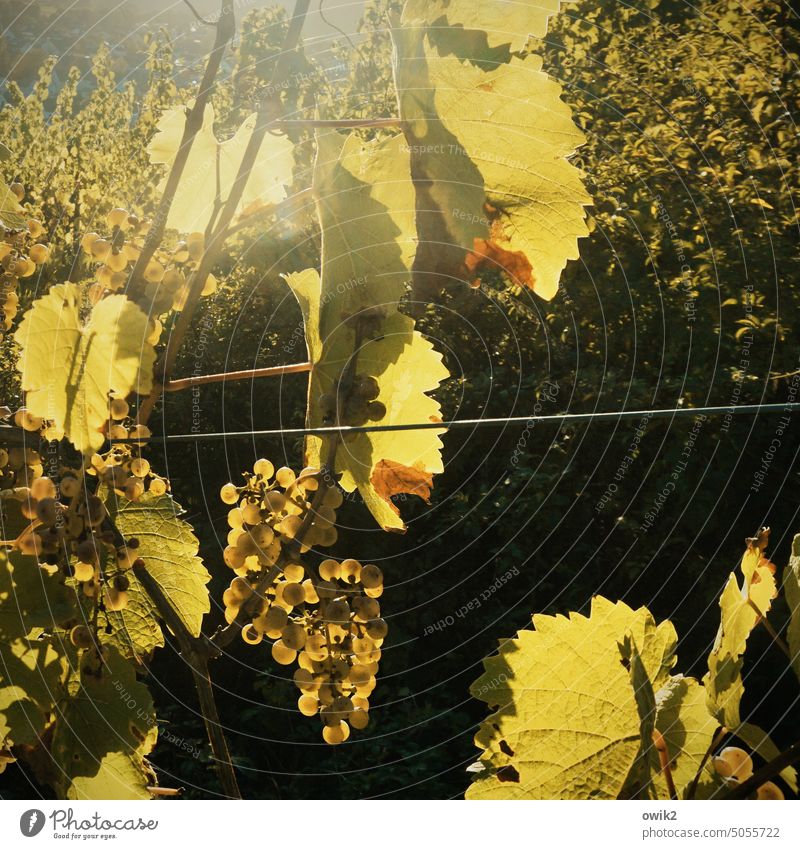 On the slopes grapes Vine Wine growing Vineyard Bunch of grapes fruits Evening Exterior shot Mysterious Growth Long shot Detail Deserted Colour photo Glittering