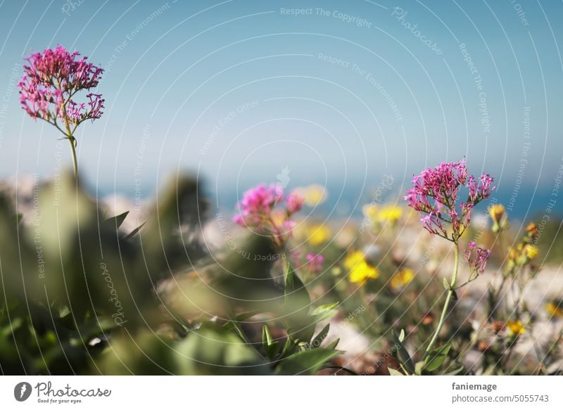Flower meadow in October flowers blossom plants Iles du Frioul Marseille Rock pink Yellow Blue sky Nature Meadow Blossom Summer Plant naturally Exterior shot