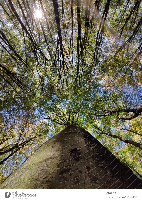 As I walked through the forest full of beech trees, I came to a sign that said, "Look up," so I did. And this is what I saw. I had to share that with you!