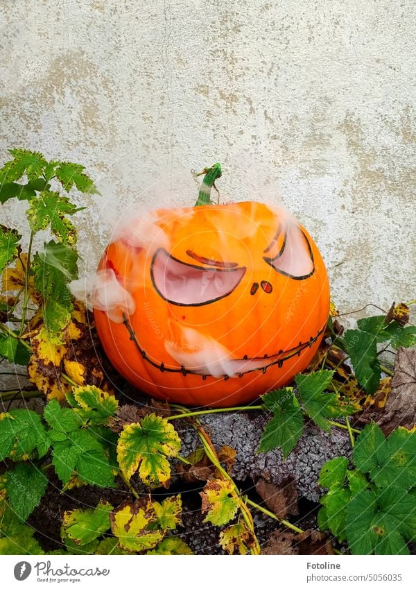 This is what became of my pumpkin grown from a core for Halloween. Isn't he beautifully scary? Hallowe'en Pumpkin Orange Autumn Food Vegetable October