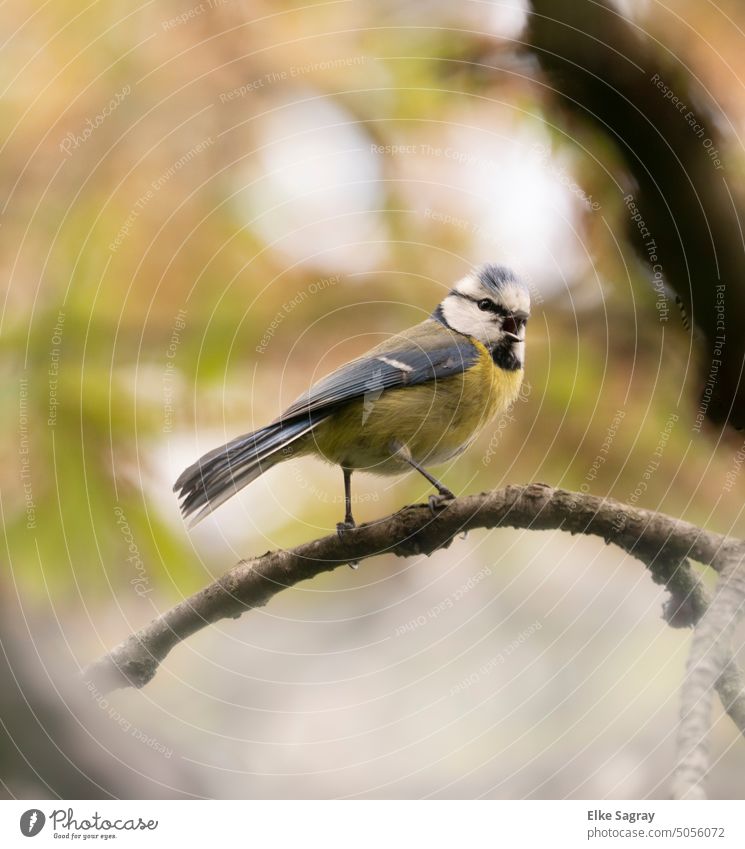 Singing blue tit in November Tit mouse Bird Nature Colour photo Animal portrait Small Cute Environment Shallow depth of field Day Full-length Blue Yellow