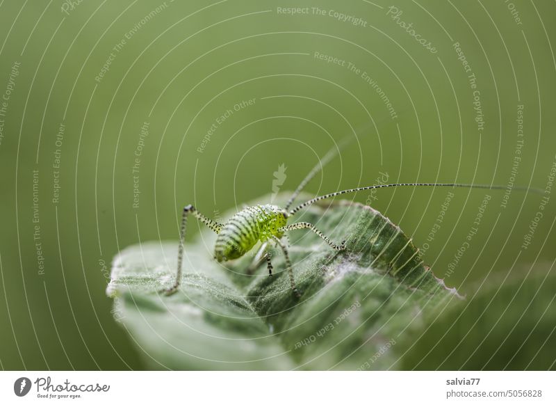small hopper with long antennae sits on a leaf grasshopper Larva Green Insect Long-horned grasshopper Macro (Extreme close-up) Nature Animal Feeler Locust