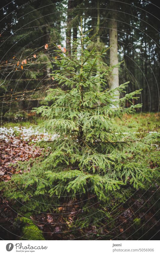 There is a little tree in the forest... Tree Fir tree fir tree Christmas tree Green Tradition Small Individual loner Outsider Autumn Winter Advent