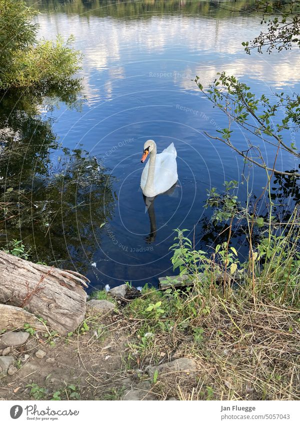 Swan on the lake Lake Nature Close-up Animal Bird Kemnade Water