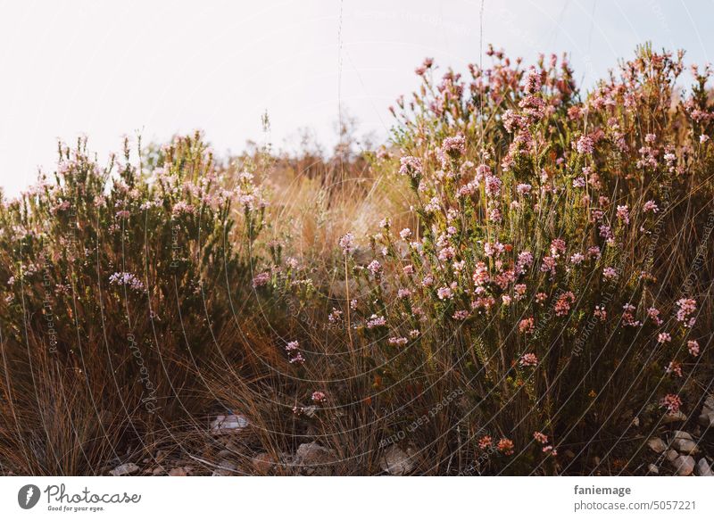Mediterrane Heide Erika Heidekraut Marseille Calanques Wanderung Provence Provenzalisch Vegetation Pflanzen Wegrand Blühend Rosa Herbstpflanzen Sonne Wärme