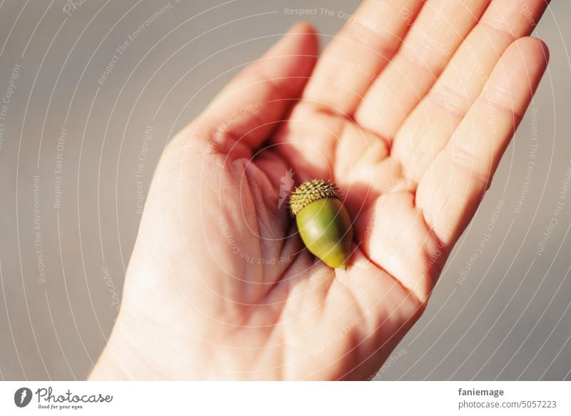 Kermeseiche Eiche Mittelmeer mediterran Vegetation Frucht Eichel Hand Detail grün beige halten präsetieren Hut Natur Pflanze wachsen Nahaufnahme Garten Herbst