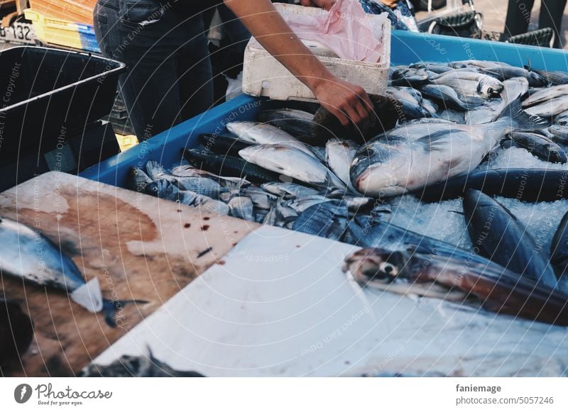 Fischmarkt Markt Händler Hände frische Fische Fischerei fischen tot Tiere Seafood arbeiten abpacken verkaufen Stand Meeresfrüchte Marseille Marché aux poissons