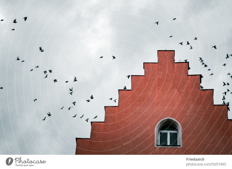 Red stepped house gable and flock of pigeons in the sky house gables Sky Flying Freedom Group of animals pediment Architecture Facade Building