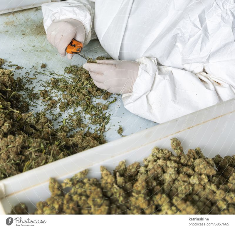 Female worker in gloves trimming with scissors marijuana leaves from dry buds hands production medical cannabis CBD inflorescences Legal healthcare medicine