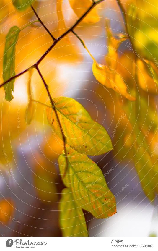 Golden autumn (branch with colorful foliage) golden leaves Autumn Nature Holiday season Outdoors naturally autumn mood autumn colours Autumn leaves