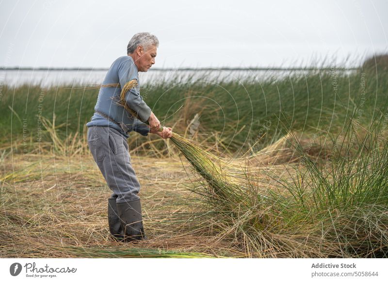 Hispanic man collecting grass near lake field twist bunch work agriculture countryside male mature middle age hispanic ethnic summer weekend coast fresh shore