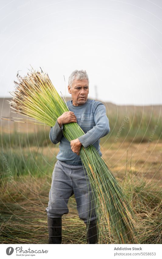 Hispanic man picking grass in field farmer countryside collect plant male mature middle age hispanic ethnic casual gray hair pond summer season green growth
