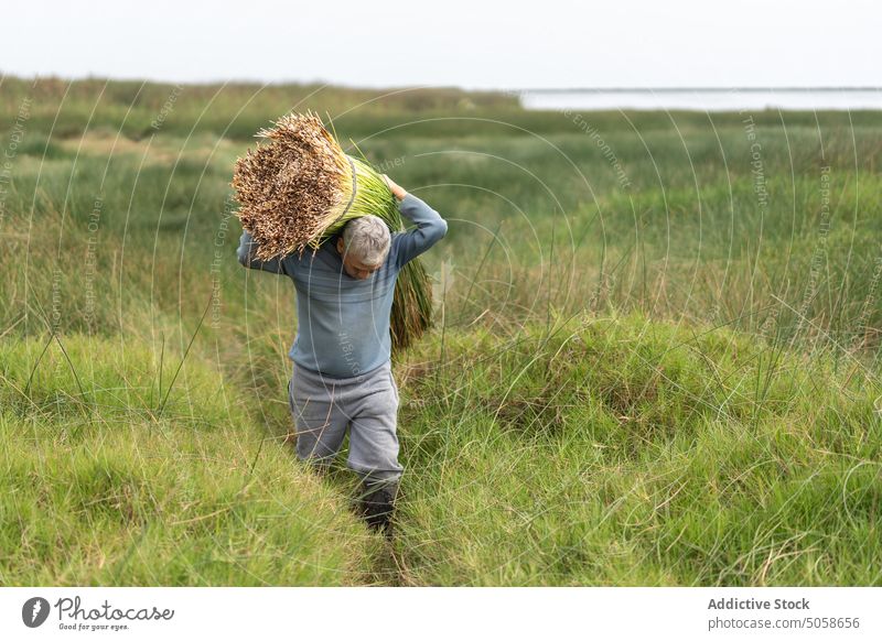 Mature farmer carrying bunch of grass man field walk work summer countryside male mature middle age rural weekend green natural fresh agriculture season plant
