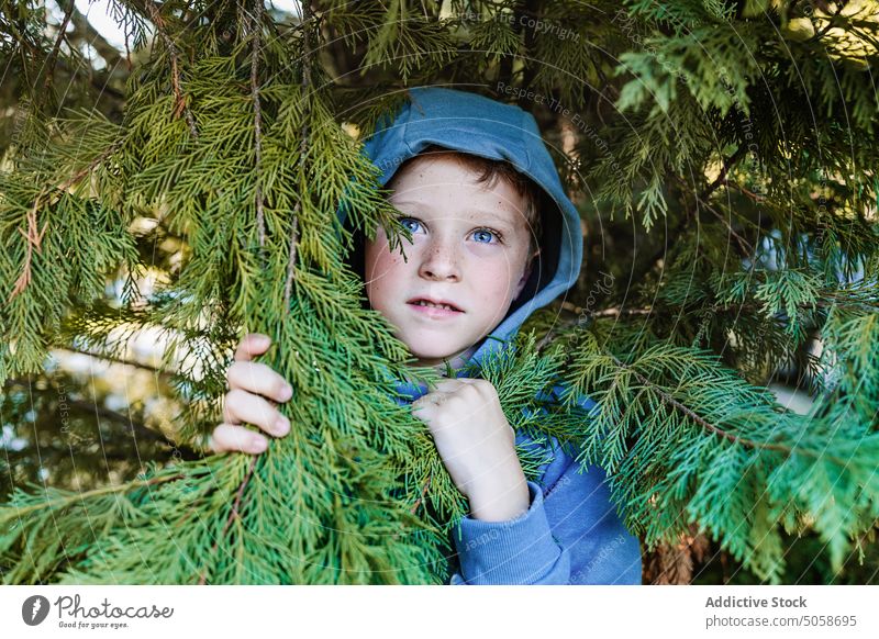 Scared kid near coniferous tree boy child terrify scare hide panic afraid forest trouble woods shock anxious branch problem preteen hood confuse cover reaction