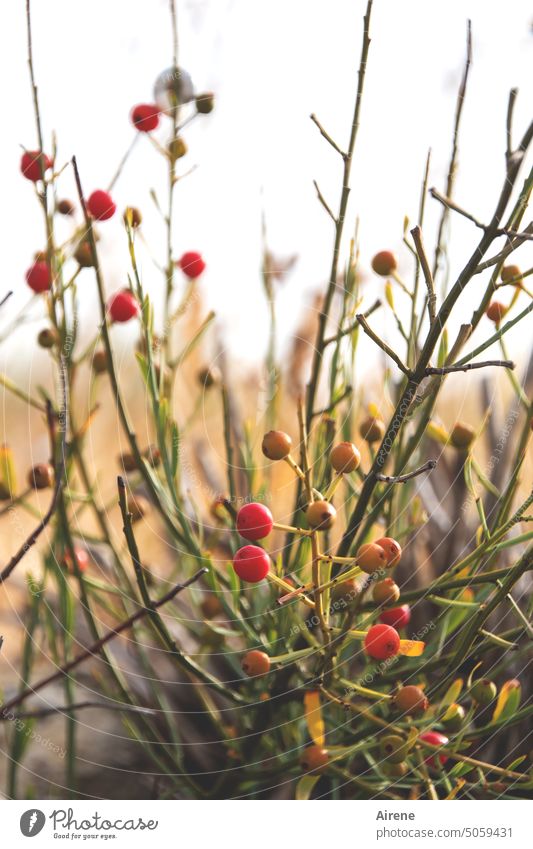 honey scented french beauty shrub berry Red stalk Meadow Mediterranean Fruit Round Small Grass undergrowth Green Yellow spherical succulent south sunny Organic