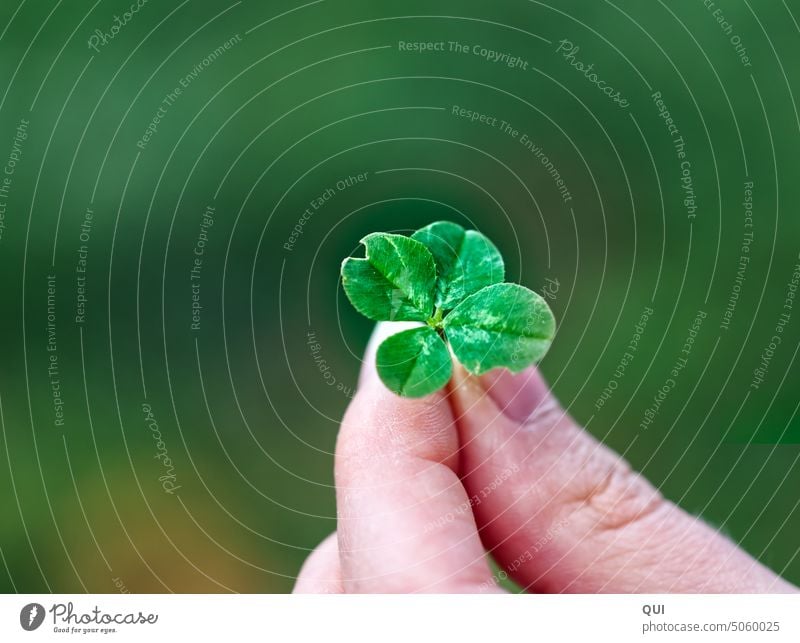 Got you and keep you ...lucky clover Picked Happy found Four-leafed clover Hand Good luck charm Close-up Cloverleaf Popular belief Symbols and metaphors