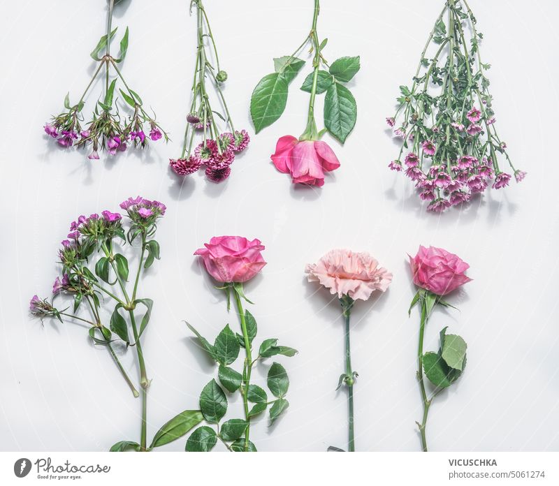 Various pink flowers at white background, top view various objects summer spring mother day chrysanthemum daisy bud purple beautiful bloom green leaf blooming