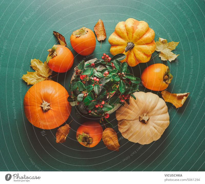 Autumn composition with pumpkins, autumn leaves, Cotoneaster Herringbone and persimmon fruits on dark green background, top view cotoneaster herringbone squash