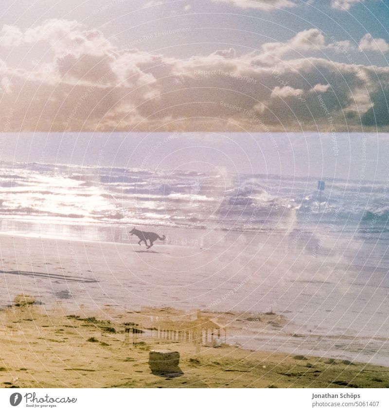 Dog on beach in Tel Aviv, Israel movie Isreal Grain Middle East Travel photography travel Summer South Analog Beach coast Freedom Exterior shot Colour photo
