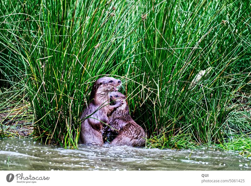 Wait a minute.... Pair of otters on the edge of the river bank Otter animals couple Shore edge gesture communication Body language Colour photo Wild animal Cute
