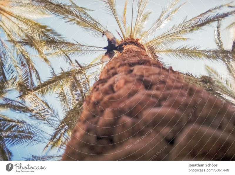 fliegender Vogel an Palme in Israel Film Isreal Korn Naher Osten Reisefotografie Reisen Sommer Süden Wüste analog landschaft Oase froschperspektive vogel