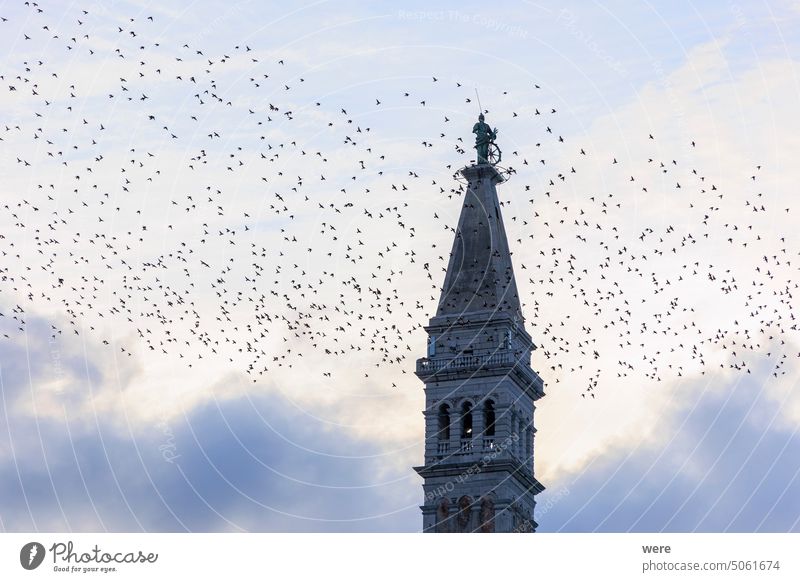 A flock of starlings flies in the evening as a migratory bird around the tower of the church of St. Euphemia in the town of Rovinj in Croatia Sea Water animal